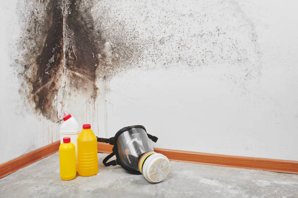 Best Mold Damage Repair  in Zeeland, MI