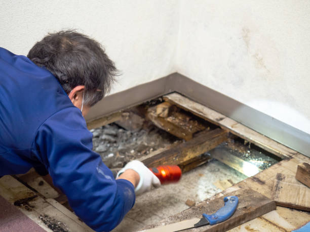 Best Mold Cleaning Services  in Zeeland, MI