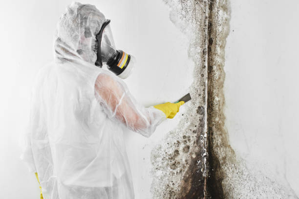 Best Professional Mold Removal  in Zeeland, MI