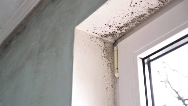 Best Crawl Space Mold Removal  in Zeeland, MI