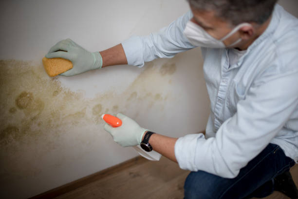 Crawl Space Mold Removal in Zeeland, MI
