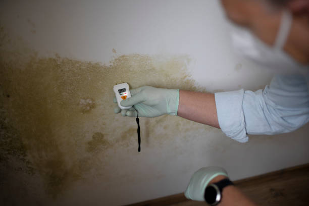 Trusted Zeeland, MI Mold Removal Experts