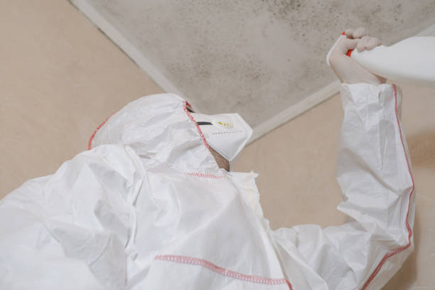 Best Fast Mold Removal  in Zeeland, MI