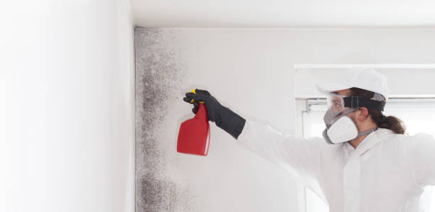 Best Affordable Mold Removal  in Zeeland, MI