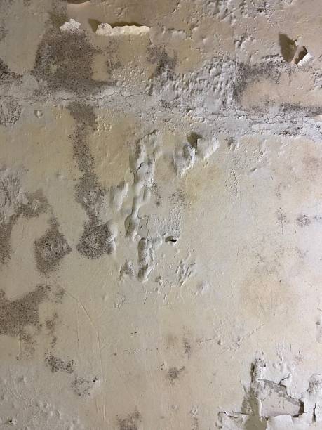 Best Mold Remediation  in Zeeland, MI