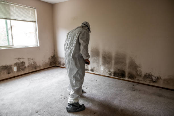 Best Mold Removal Near Me  in Zeeland, MI
