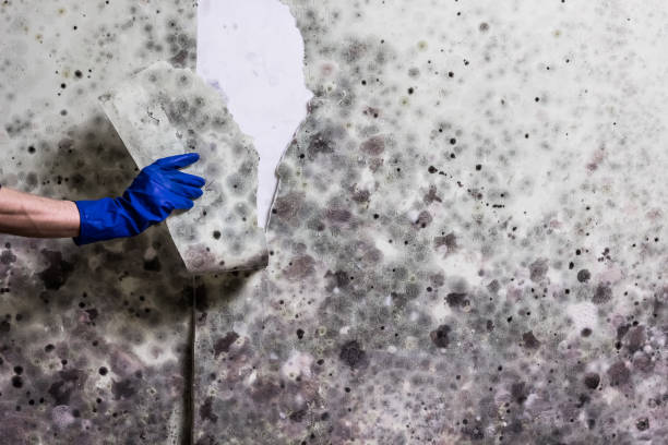 Best Fast Mold Removal  in Zeeland, MI