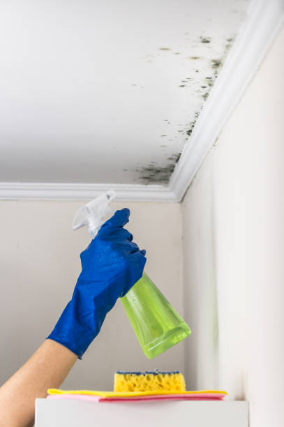 Best Residential Mold Removal  in Zeeland, MI